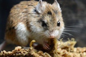 Ποντίκια βοηθούν στη δημιουργία νέων παυσίπονων