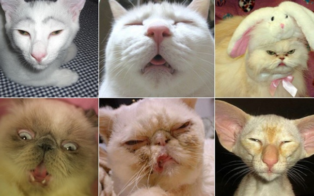 Μερικές από τις πιο «άσχημες» γάτες στο Διαδίκτυο