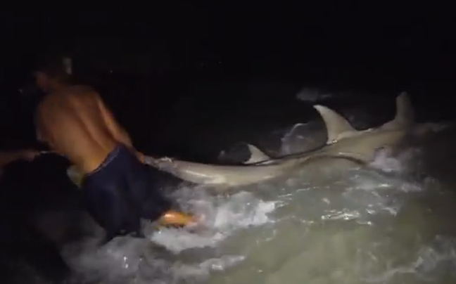 «Ψαρεύοντας» σφυροκέφαλο καρχαρία
