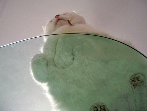 Γάτες σε γυάλινα τραπέζια