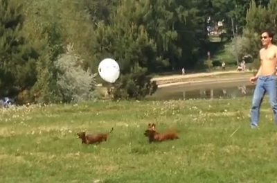 Σκύλοι παίζουν με μπαλόνια