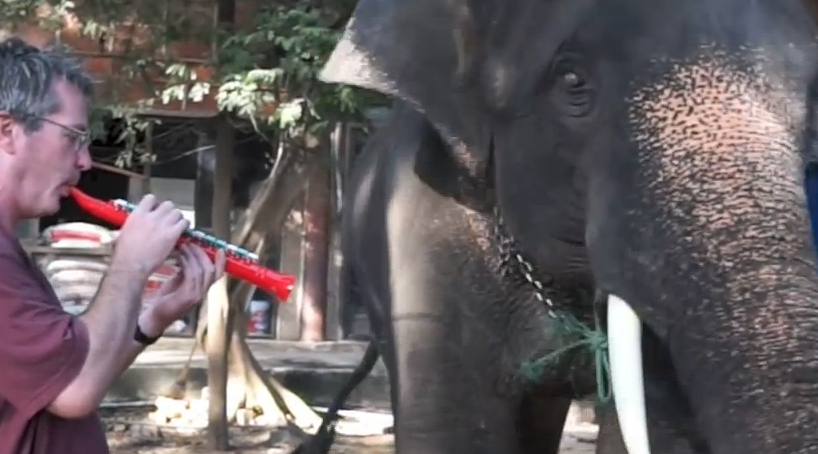 Ελέφαντας με μουσική παιδεία