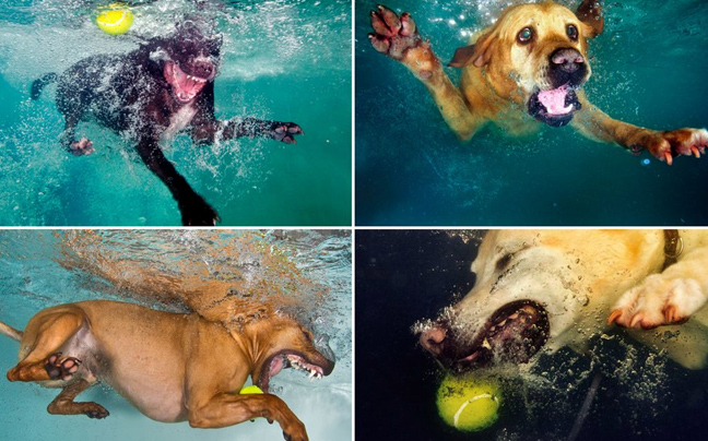 Σκυλιά βουτούν στο νερό για να πιάσουν μία μπάλα