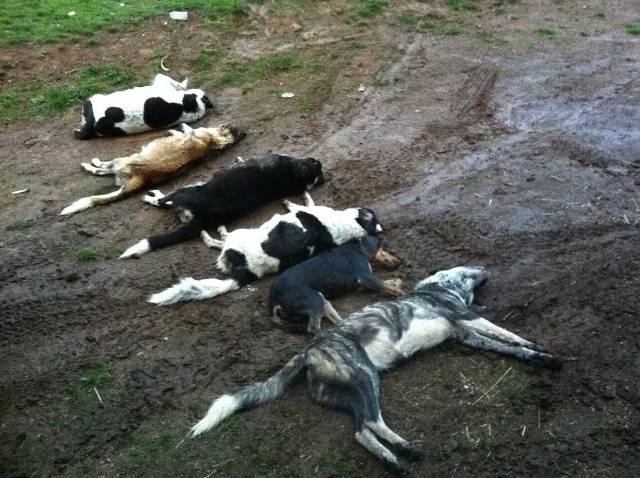 Ομαδική δηλητηρίαση σκύλων στην Καλαμπάκα