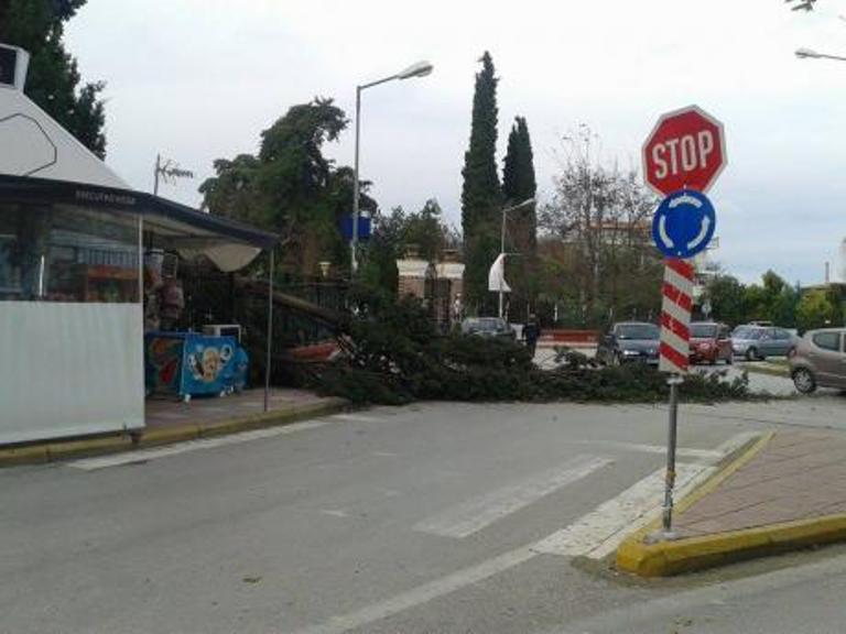 Ο αέρας ξερίζωσε δένδρο που έπεσε δίπλα σε περαστικούς