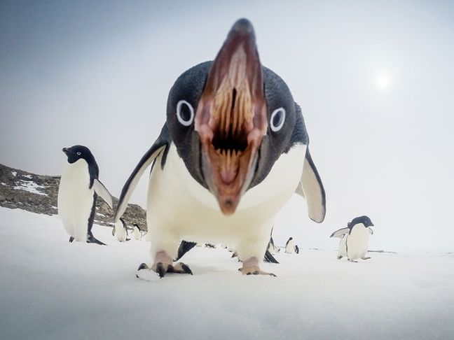 Η τρομακτική πλευρά ενός πιγκουίνου