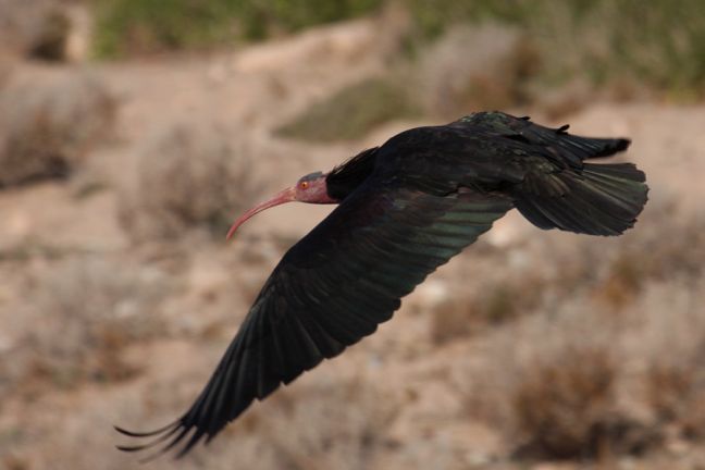 Οι τζιχαντιστές απειλούν σπάνιο είδος πτηνού στην Παλμύρα