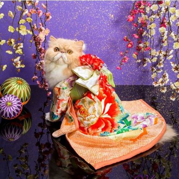 Γάτες με κιμονό