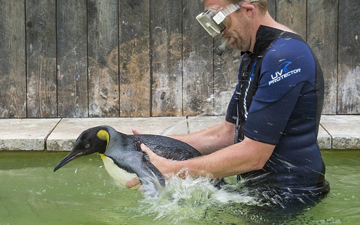 Πιγκουίνος φοβάται το νερό και κάνει μαθήματα κολύμβησης