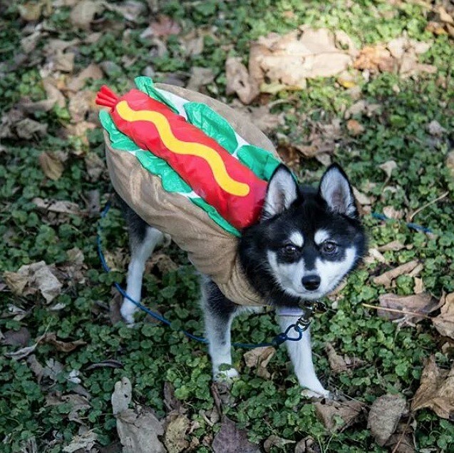 Σκύλοι&#8230; hot dogs