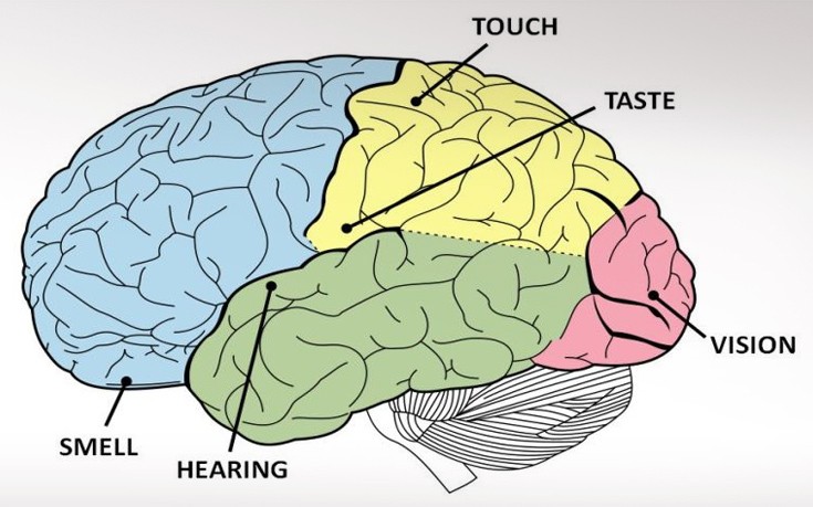Η γεύση είναι καλωδιωμένη στον εγκέφαλο