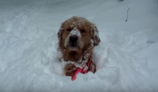 Όταν οι σκύλοι ανακαλύπτουν το χιόνι