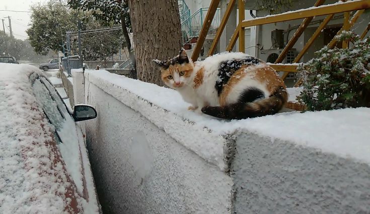 Πρωτοχρονιά στα λευκά για τη Λέσβο