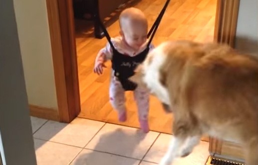 Μωρό και σκυλί σε μια μοναδική συνεργασία
