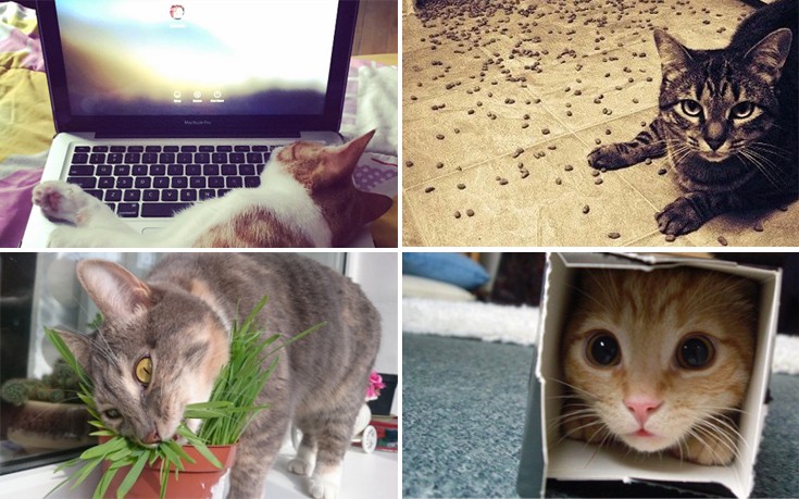 Φωτογραφίες που θα καταλάβουν όσοι έχουν γάτα