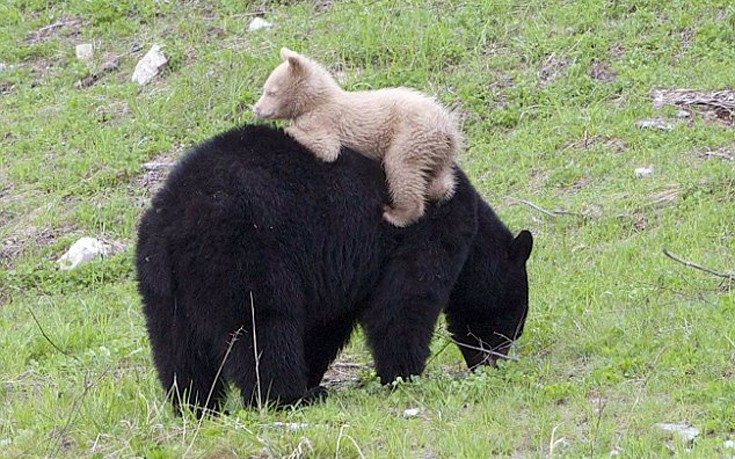 Μυστήριο με τη μαύρη αρκούδα και το&#8230; λευκό μικρό της στα βουνά του Καναδά