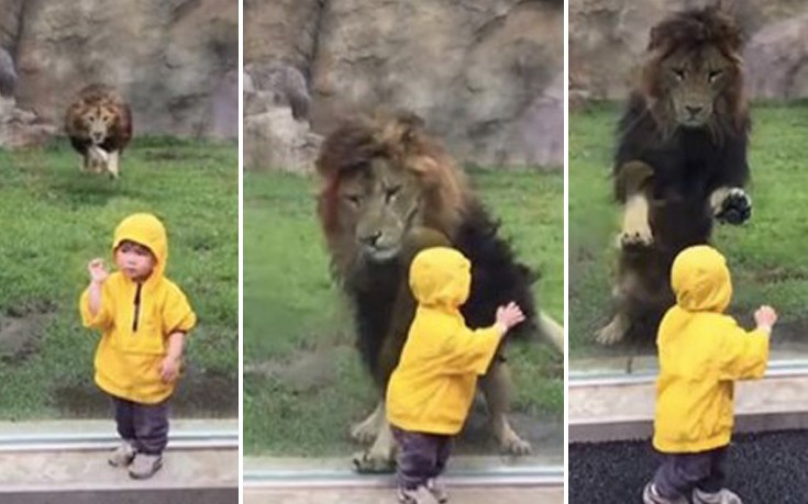 Όταν ένα παιδάκι γυρνάει την πλάτη στο λιοντάρι