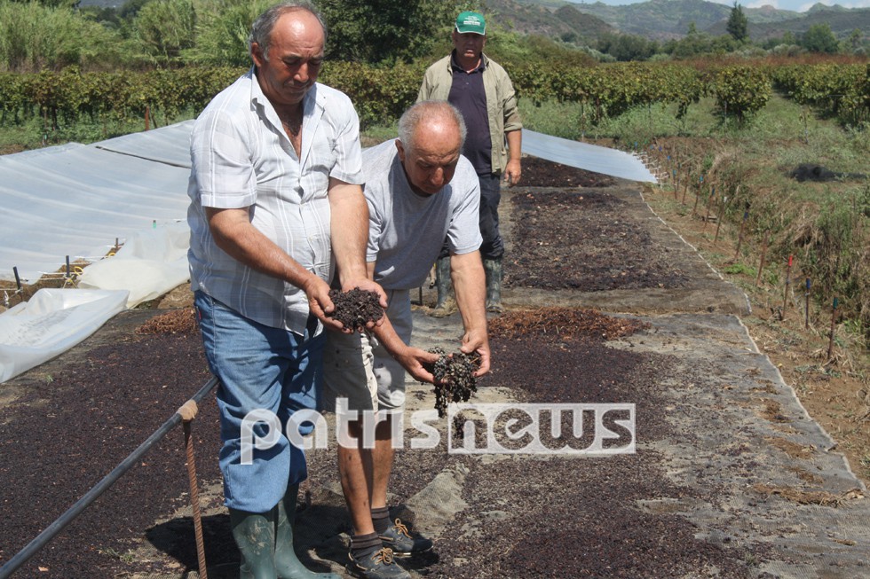 Ολοκληρωτική καταστροφή για τη σταφίδα