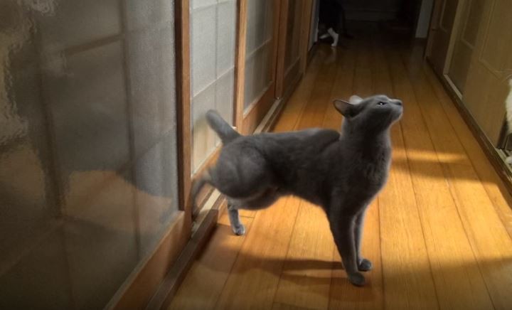 Γάτα με… savoir vivre χτυπάει την πόρτα σαν πολυβόλο