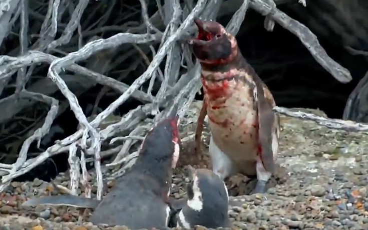 Μονομαχία αρσενικών πιγκουίνων για τα μάτια του θηλυκού