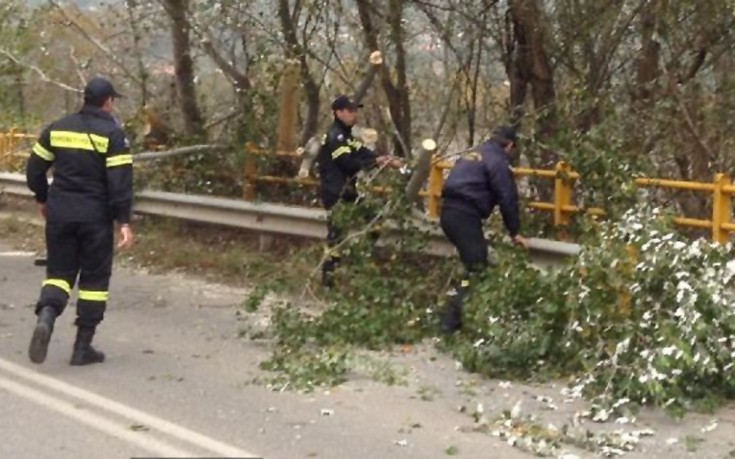 Έριξε δέντρα ο δυνατός αέρας στη Λαμία