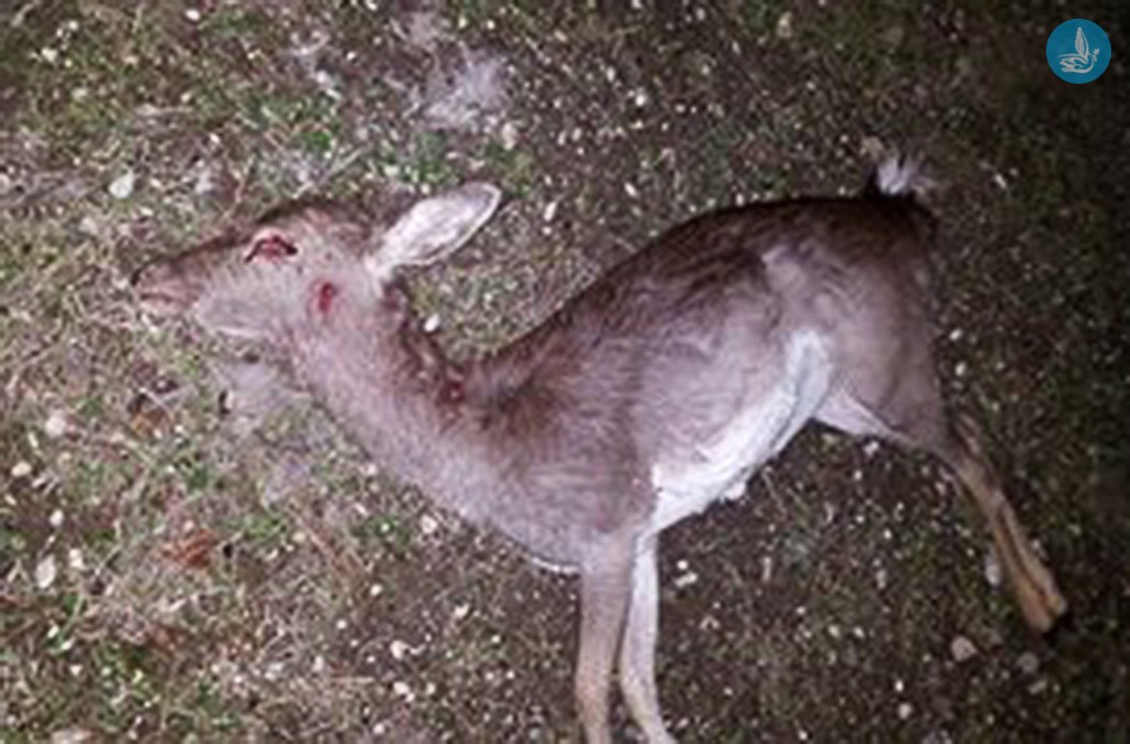 Με πυροβόλο όπλο έχουν θανατωθεί τα ελάφια στην περιοχή του Άνω Καλαμώνα