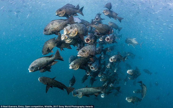 sonyastewa3 sonyastewa3