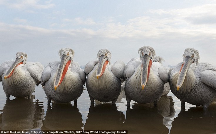 sonyastewa7 sonyastewa7