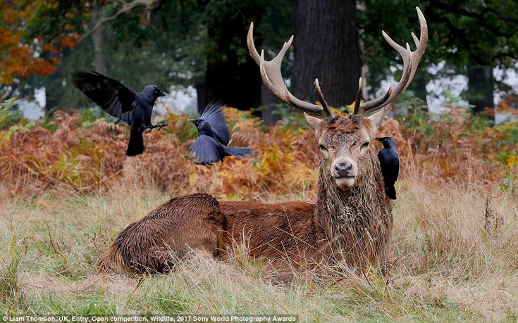 sonyastewa8 sonyastewa8