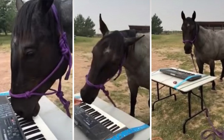 Το άλογο που λατρεύει να παίζει πιάνο