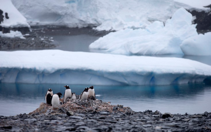 Ο υπέροχος κόσμος των μικρών κατοίκων της Ανταρκτικής