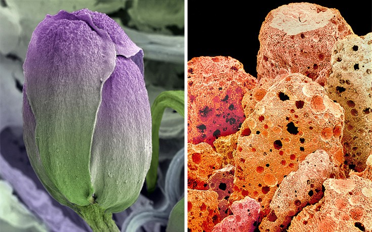 Πώς είναι δώδεκα τροφές κάτω από το μικροσκόπιο