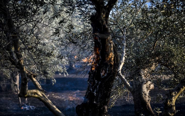 Εξακολουθεί να καίγεται η Ζάκυνθος