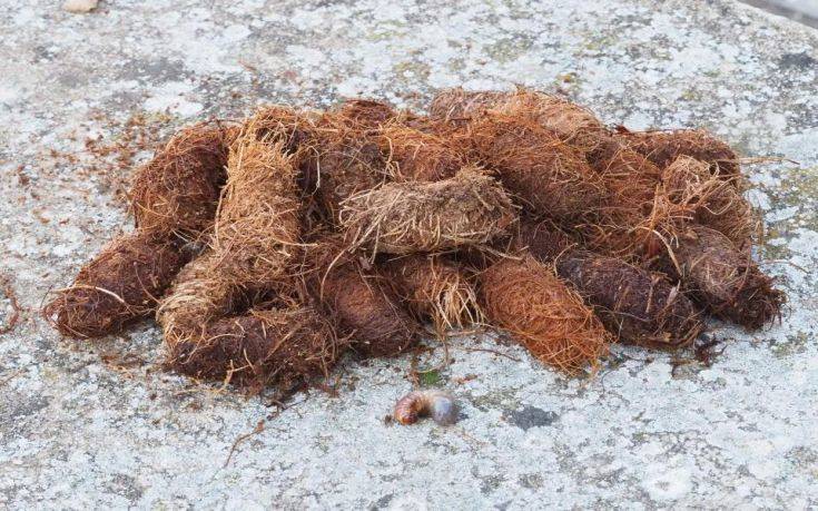 Βομβύκια+(κουκούλια)+και+μια+προνύμφη Βομβύκια+(κουκούλια)+και+μια+προνύμφη