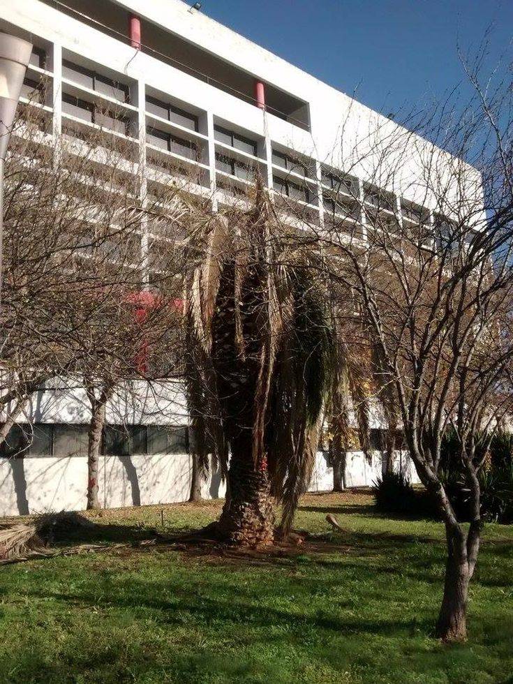 ξεραμένος+φοίνικας ξεραμένος+φοίνικας