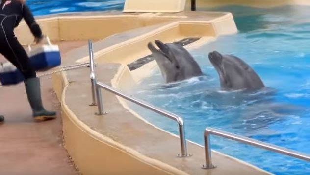Μήνυση ProWal κατά του Αττικού Πάρκου για τα δελφίνια