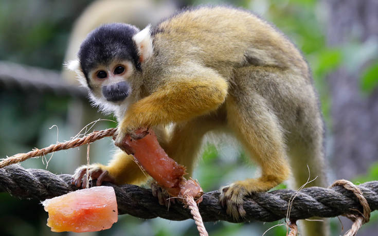 18178372875732 18178372875732