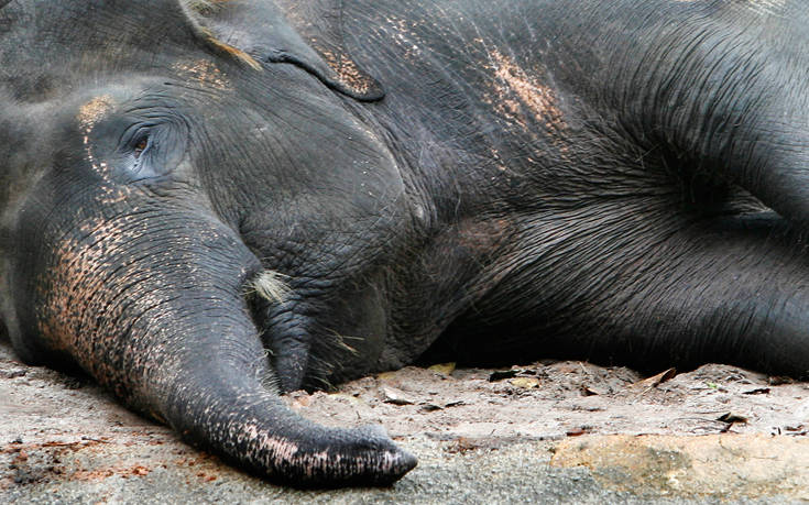 Νεκροί 18 άγριοι ελέφαντες στην Ινδία &#8211; Πιθανόν ο θάνατός τους να προκλήθηκε από κεραυνούς