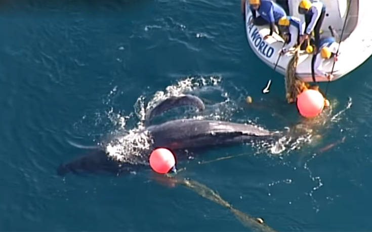 Μωρό φάλαινα είχε παγιδευθεί σε δίχτυ προστασίας από καρχαρίες