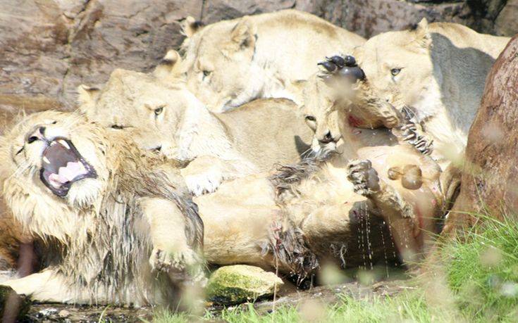 Αγριεμένα θηλυκά λιοντάρια επιτίθενται με λύσσα στον πρώην αρχηγό τους