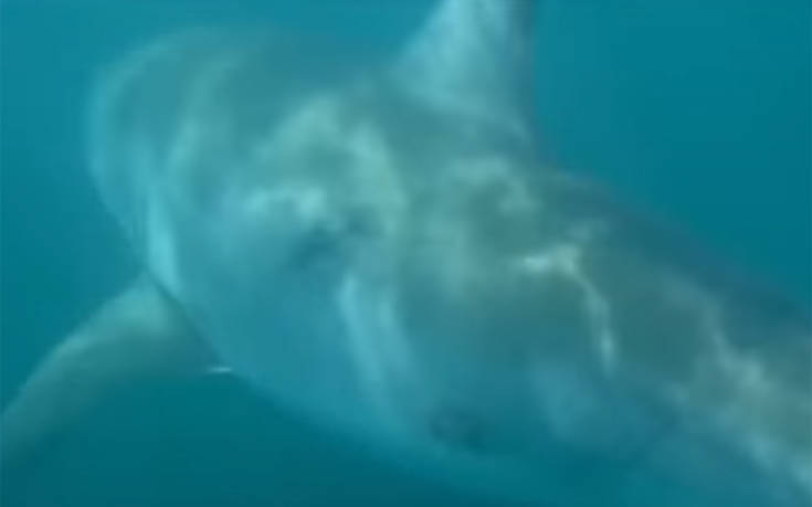 Το ψάρι τσίμπησε και ήταν… λευκός καρχαρίας