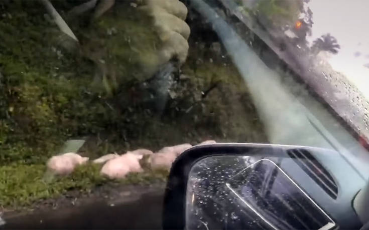 Την ελευθερία γεύτηκαν για λίγο τα γουρούνια μετά την ανατροπή του φορτηγού