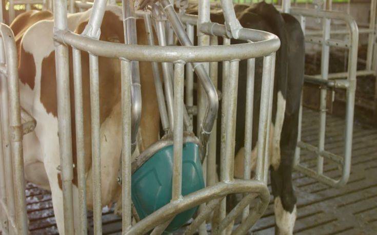 Στην Ολλανδία φτιάχνουν ουρητήρια για&#8230; αγελάδες