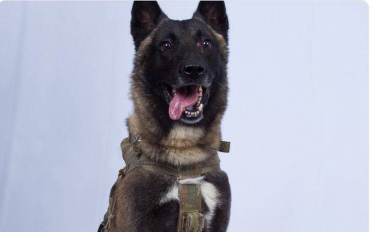 Συρία: Ένας σκύλος, ο ήρωας της αμερικανικής επιδρομής κατά του αρχηγού του ISIS
