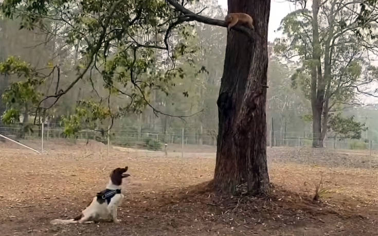 Ο εκπαιδευμένος σκύλος που σώζει τραυματισμένα κοάλα στις φωτιές της Αυστραλίας