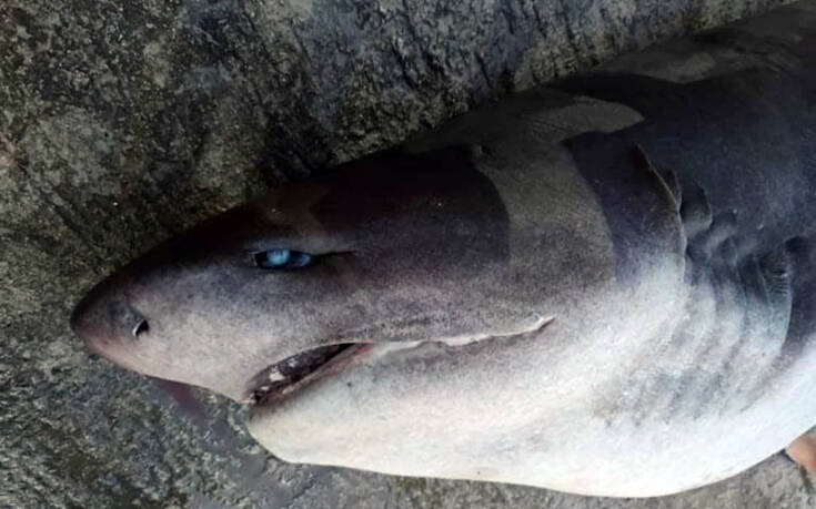 Πάτρα: Ψαράδες έβγαλαν καρχαρία στη στεριά με γερανό