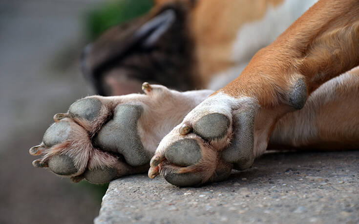 Νέα κτηνωδία στην Πάτρα: Οδηγός τραβούσε σκύλο με αλυσίδα