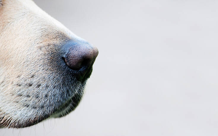 Οι σκύλοι μυρίζουν τον κορονοϊό: Οι σκέψεις για πιθανή αξιοποίησή τους στη μάχη κατά της covid-19