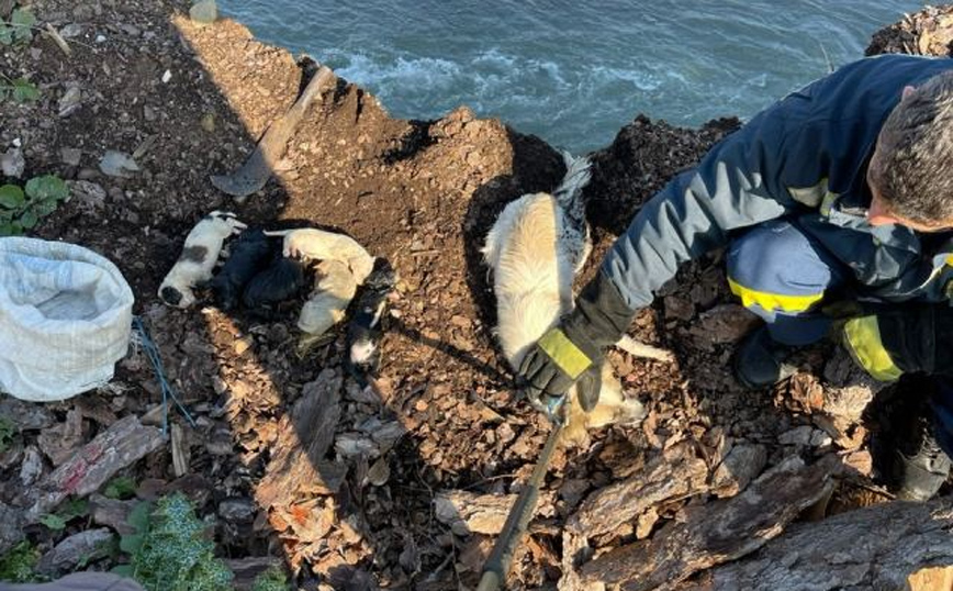 Κτηνωδία στη Φθιώτιδα: Πέταξαν κουταβάκια με τη μητέρα τους σε ποτάμι για να πνιγούν