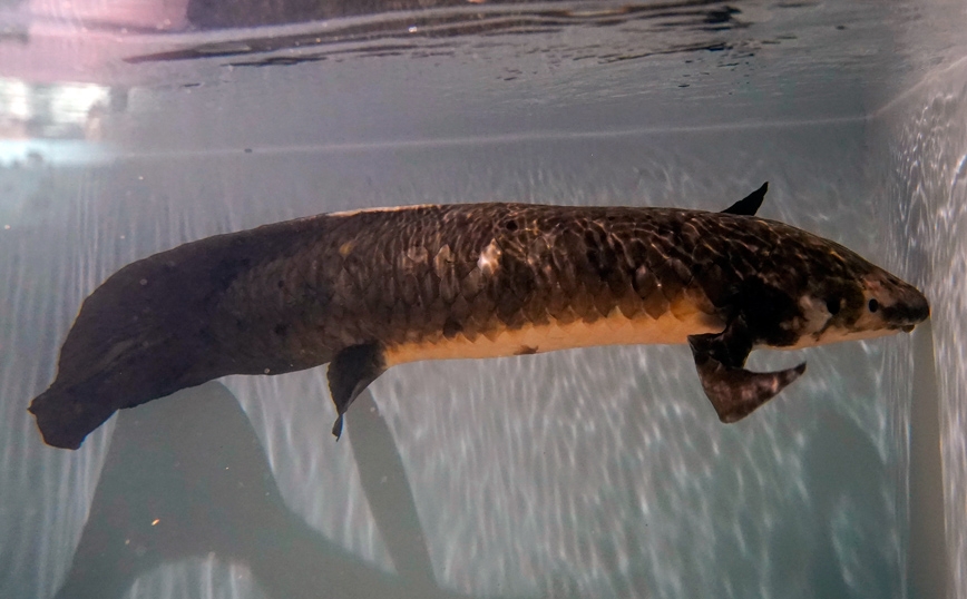 Ο Μαθουσάλας το αρχαιότερο ψάρι ενυδρείου στον κόσμο Ο Μαθουσάλας το αρχαιότερο ψάρι ενυδρείου στον κόσμο